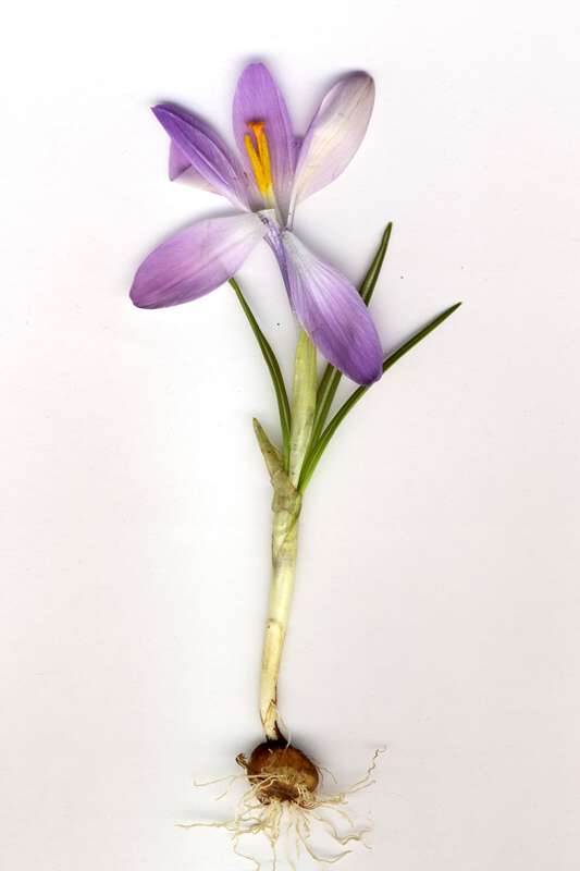 معرفی و راهنمای پرورش گیاهان زینتی فضای باز - زعفران بهاره